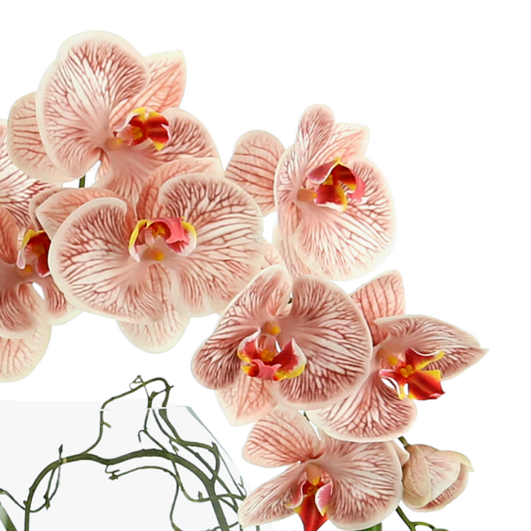 Orchid Arrangement in Vase