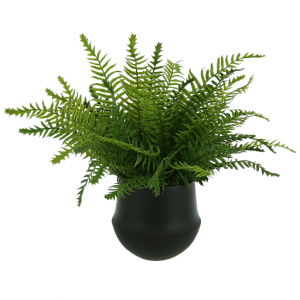 Fern in a Small Pot