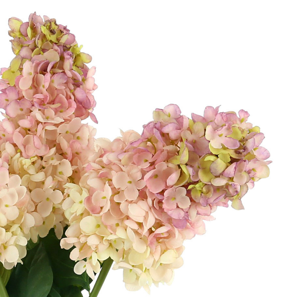 Cone Shaped Hydrangea In Glass Vase