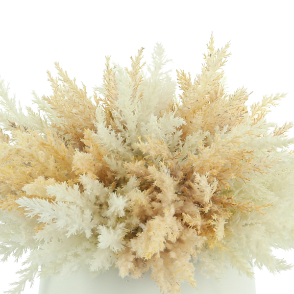 Beige Pampas In Vase