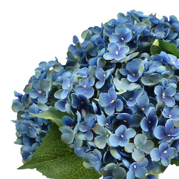 Dark blue hydrangea in vase