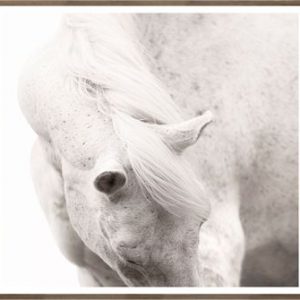 Equine Portrait