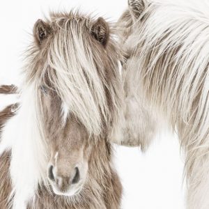 Icelandic Ponies