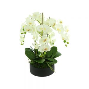 Orchids In Round Fiberstone Planter