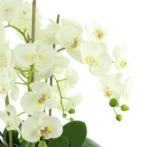 Orchids In Round Fiberstone Planter