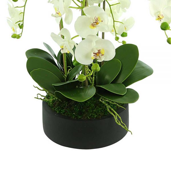 Orchids In Round Fiberstone Planter