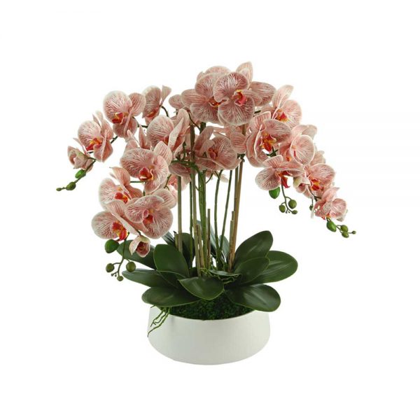 Orchids In Round Ceramic Planter