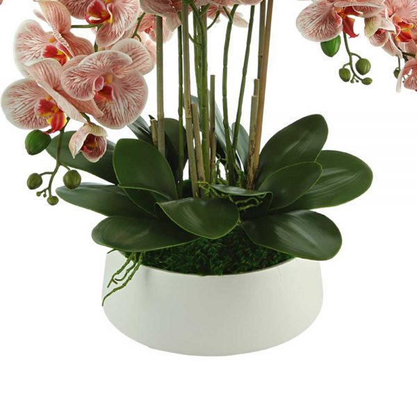 Orchids In Round Ceramic Planter