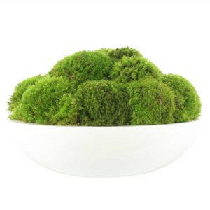 Round Moss Arrangement