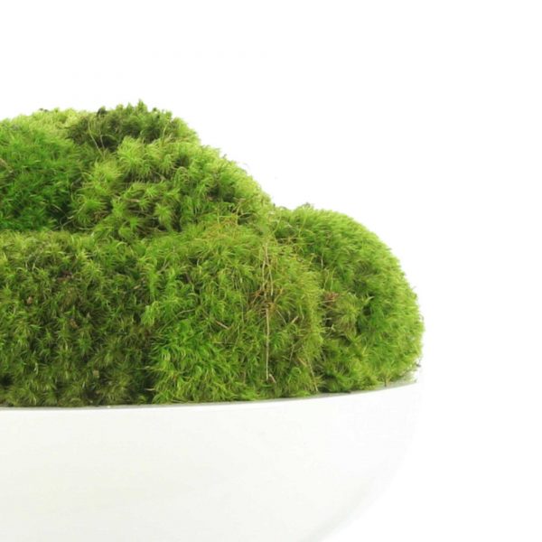 Round Moss Arrangement