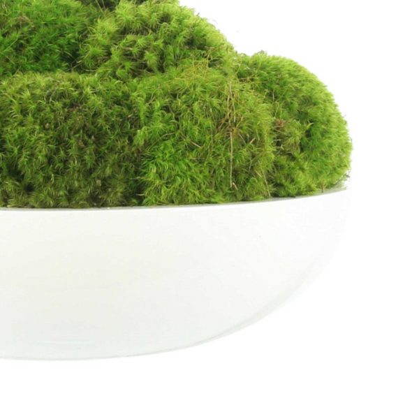 Round Moss Arrangement