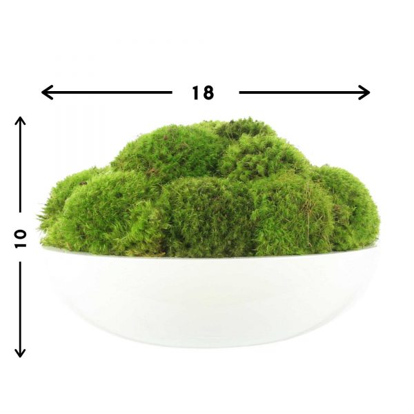 Round Moss Arrangement