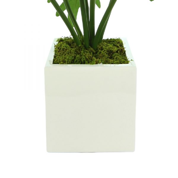 Philoplant in Fiberstone Pot - Image 3