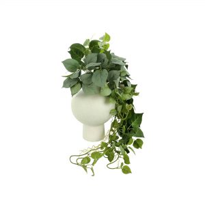 Ivy Arranged in Round Ceramic Vase