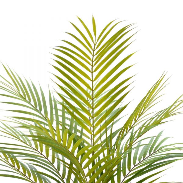 Palm Leaf & Cactus Plant - Image 3