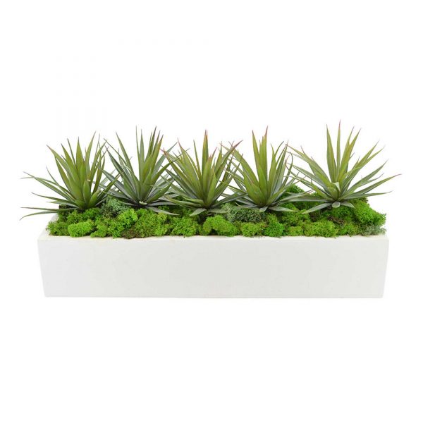 Spiked Cactus Arrangement in Rectangular Planter