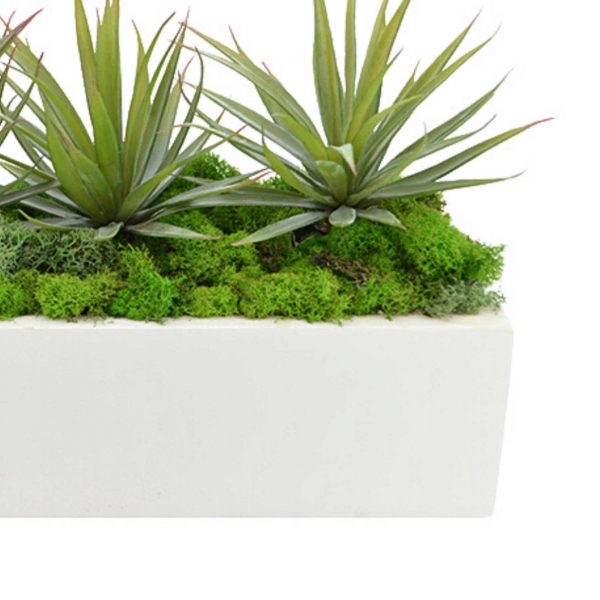 Spiked Cactus Arrangement in Rectangular Planter