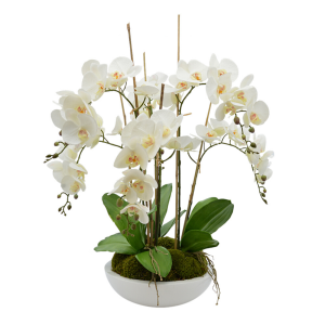 Orchid Arrangement in Fiberstone Pot with Moss