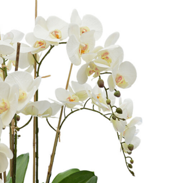 Orchid Arrangement in Fiberstone Pot with Moss - Image 5