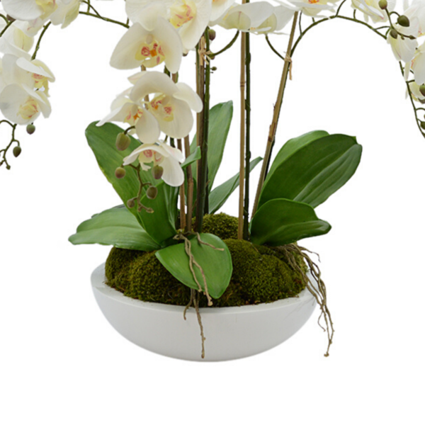Orchid Arrangement in Fiberstone Pot with Moss - Image 4