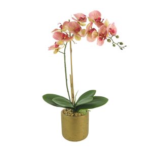 Orchid Arrangement in Gold Pot with Rocks