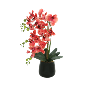 Orchid Arrangement in Glass Vase