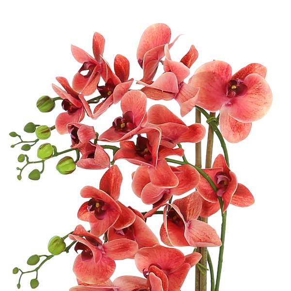 Orchid Arrangement in Glass Vase - Image 4