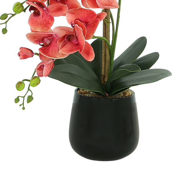 Orchid Arrangement in Glass Vase - Image 5