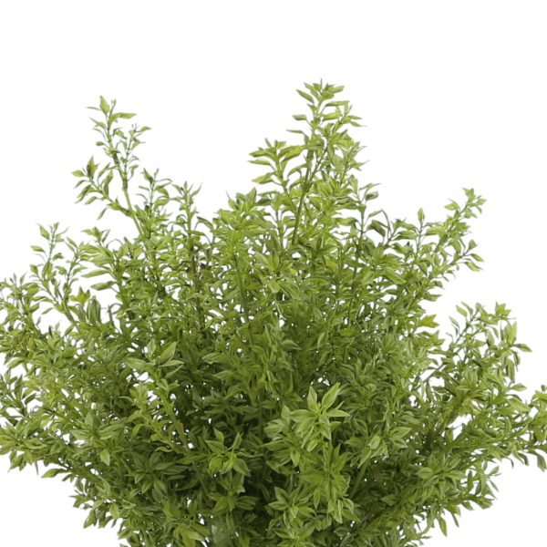 Tea Leaves in Decorative Ceramic Vase - Image 4