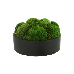 Preserved Moss in Fiberstone Planter