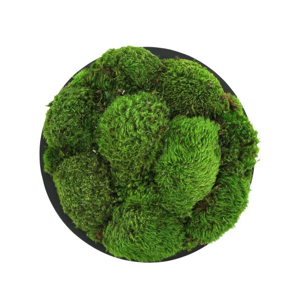 Preserved Moss in Fiberstone Planter - Image 3