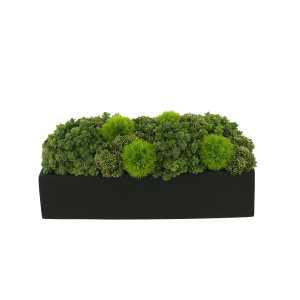 Assorted Sedum Arranged in Rectangular Planter