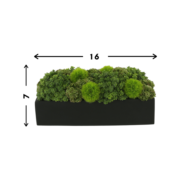 Assorted Sedum Arranged in Rectangular Planter - Image 3