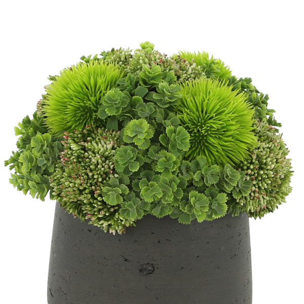 Assorted Succulents and Sedum in Pot - Image 4