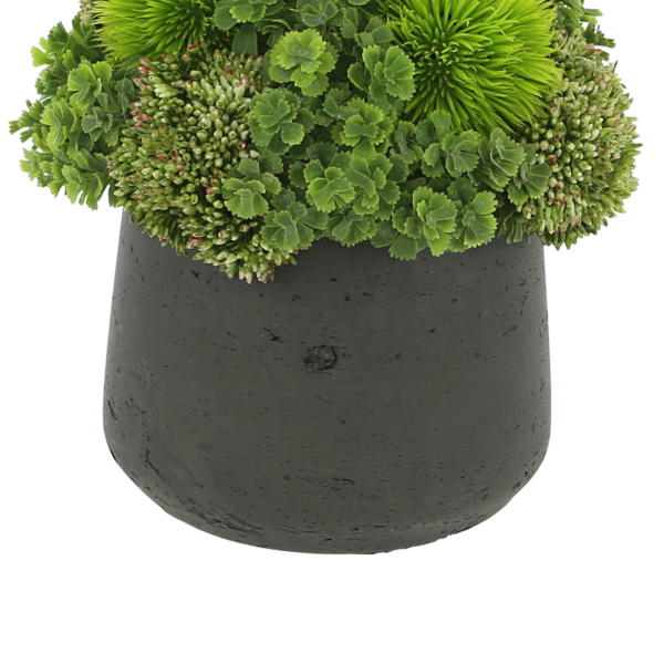 Assorted Succulents and Sedum in Pot - Image 3