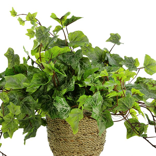 Ivy Arrangement in Straw Grass Pot - Image 3