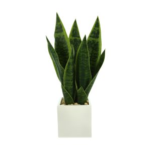 Snake Plant in Fiberstone Pot with Rocks