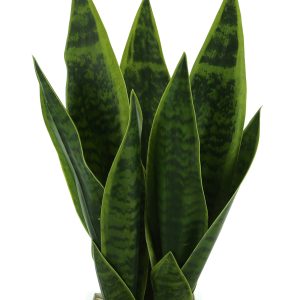 Snake Plant in Fiberstone Pot with Rocks