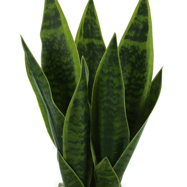 Snake Plant in Fiberstone Pot with Rocks - Image 2