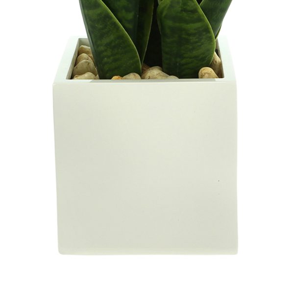 Snake Plant in Fiberstone Pot with Rocks - Image 3