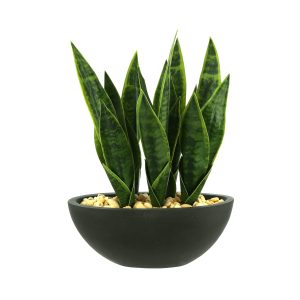 Snake Plant with Rocks in Fiberstone Pot