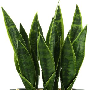 Snake Plant with Rocks in Fiberstone Pot